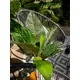 Lifelike leaves, ideal for floral arrangements-Bild-3