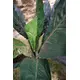 Lifelike leaves, ideal for floral arrangements-Bild-7