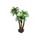 3-stämmige Farnpalme für anspruchsvolle Innen- und Außendekorationen-Bild-1
