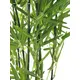 Bamboo, top quality-Bild-2