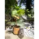 Fan palm with large plastic fronds-Bild-4