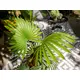 Fan palm with large plastic fronds-Bild-5