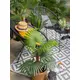 Fan palm with large plastic fronds-Bild-6