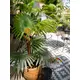 Fan palm with large plastic fronds-Bild-8
