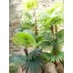 Fan palm with large plastic fronds-Bild-12