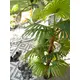 Fan palm with large plastic fronds-Bild-4