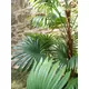 Fan palm with large plastic fronds-Bild-6