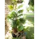 Fan palm with large plastic fronds-Bild-10