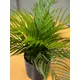 Young artificial areca palm from PE-Bild-4