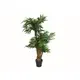 Areca palmtree with palm fiber trunk-Bild-2