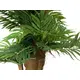 Areca palmtree with palm fiber trunk-Bild-3