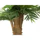 Areca palmtree with palm fiber trunk-Bild-5