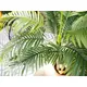 Lush greenery for indoor decorations-Bild-14