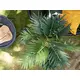 Young palm plant-Bild-7