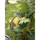 Young palm plant-Bild-9