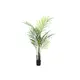 Areca palm-Bild-1