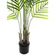 Areca palm-Bild-2