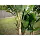 Banana tree with trunk covered by natural material-Bild-4