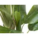 Banana tree with three trunks-Bild-2