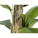 Banana tree with three trunks-Bild-3