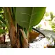 Banana tree with three trunks-Bild-4