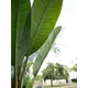 Banana tree with three trunks-Bild-6