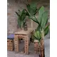 Banana tree with three trunks-Bild-7