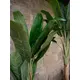 Banana tree with three trunks-Bild-9