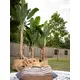 Banana tree with three trunks-Bild-12