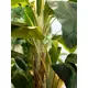 Imposante Bananenstaude mit Blättern aus hochwertigem PEVA-Bild-7