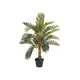 High-quality coconut palm-Bild-2