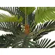 High-quality coconut palm-Bild-3