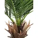 Phoenix palm with impressive leafage-Bild-2
