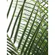 Phoenix palm with impressive leafage-Bild-3