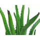 Aloe vera élégante-Bild-2