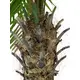 Phoenix palm with impressive leafage-Bild-5