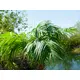 Phoenix palm with impressive leafage-Bild-6
