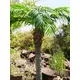 Phoenix palm with impressive leafage-Bild-10