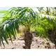 Phoenix palm with impressive leafage-Bild-12