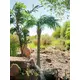 Phoenix palm with impressive leafage-Bild-17