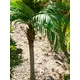 Phoenix palm with impressive leafage-Bild-19