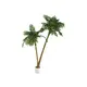 Zweistämmige Palme-Bild-1