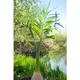 Palmier Phoenix à tubercule-Bild-14