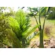 Kentia palm with large fronds made of high quality PEVA-Bild-4