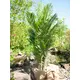 Kentia palm with large fronds made of high quality PEVA-Bild-5
