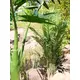 Kentia palm with large fronds made of high quality PEVA-Bild-6