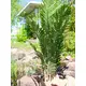 Kentia palm with large fronds made of high quality PEVA-Bild-7