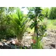 Kentia palm with large fronds made of high quality PEVA-Bild-8