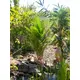 Kentia palm with large fronds made of high quality PEVA-Bild-9