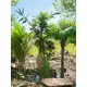 Kentia palm with large fronds made of high quality PEVA-Bild-10